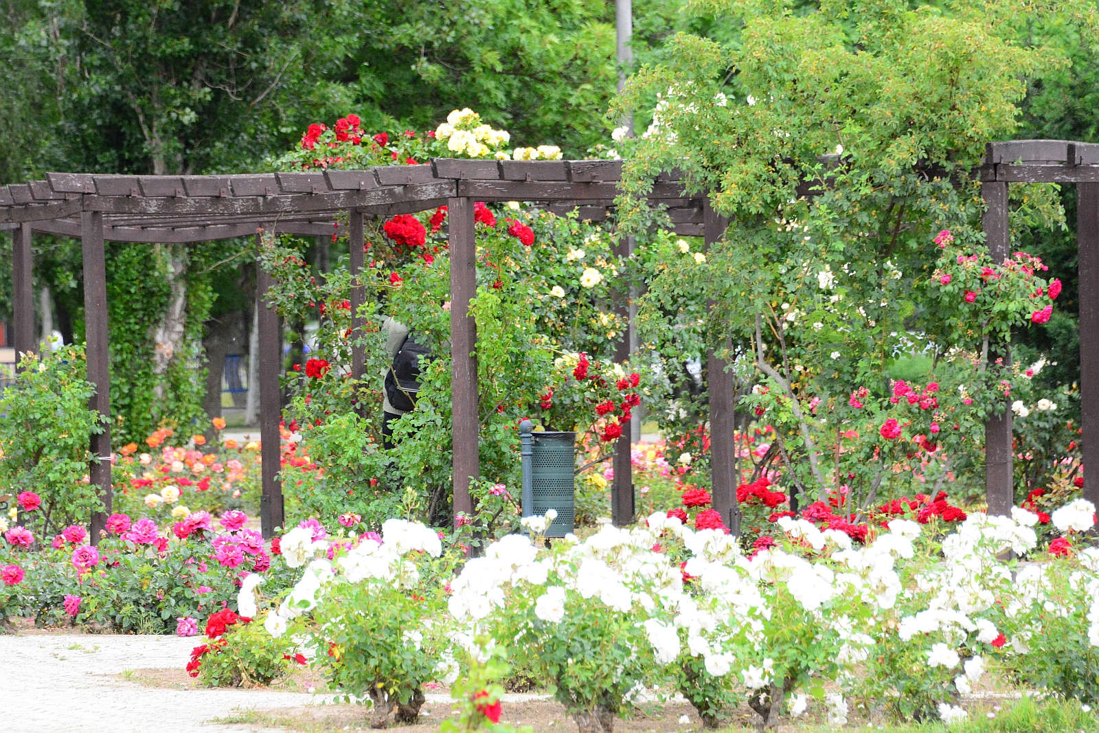 Nézze meg képeken milyen most a Rózsa liget!